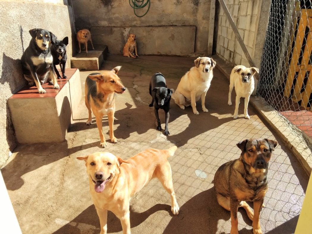 Cachorro pouso alegre Clearance