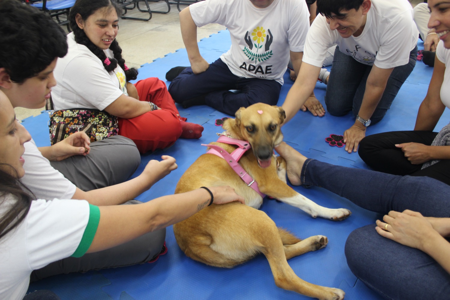 Sessões de terapia assistida por animais no IF Pouso Alegre com a cadela Mel 4